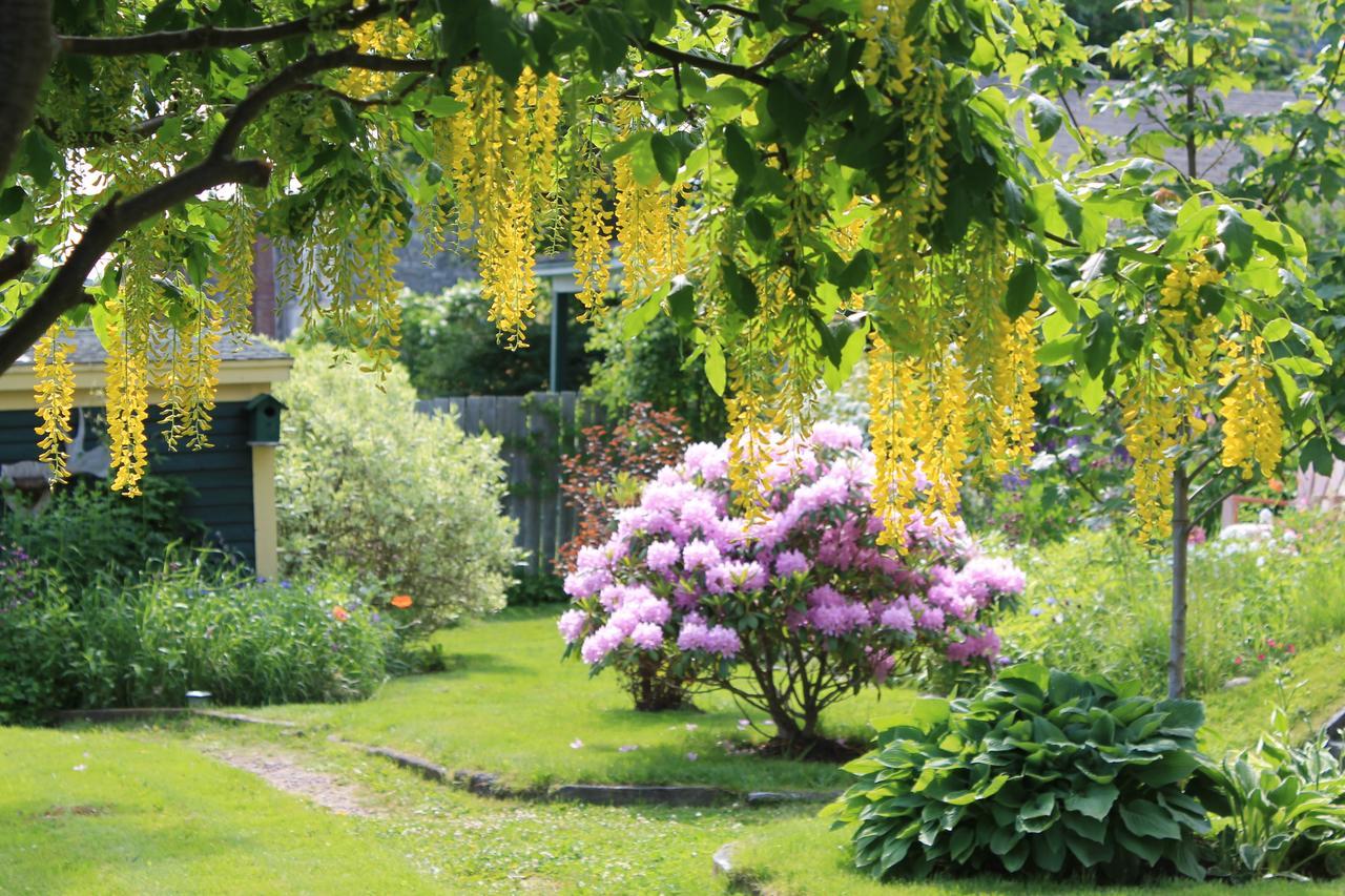 Rothesay House Heritage Inn B&B Harbour Grace Exterior foto